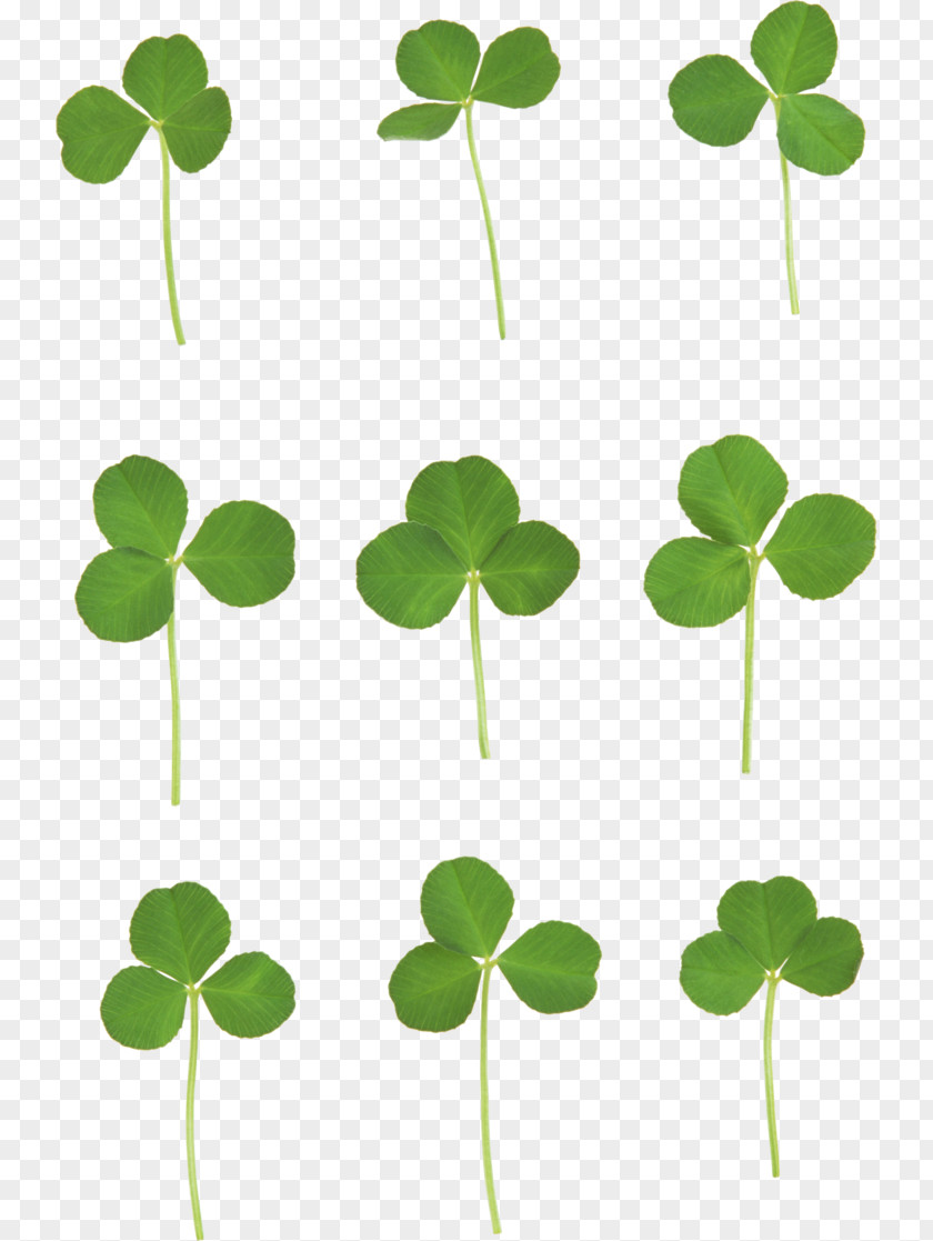 Clover Six Kinds Of State Four-leaf Clip Art PNG