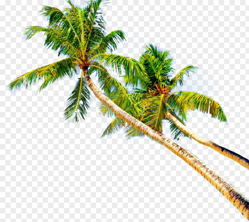 Coconut Montego Bay Plant Stem Leaf Branching PNG