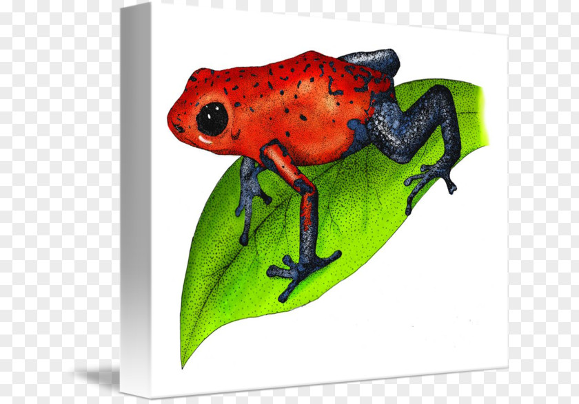 Frog Tree True Toad Poison Dart PNG