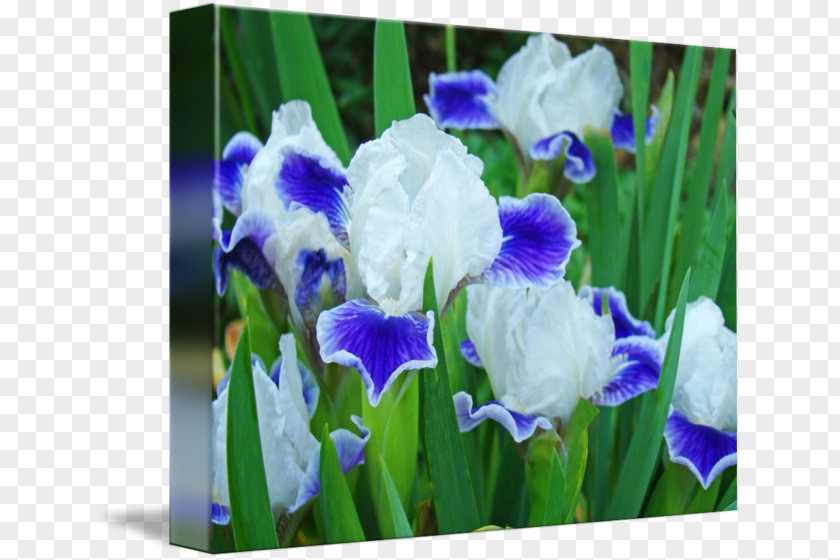 Iris Flower Orris Root Oil PNG
