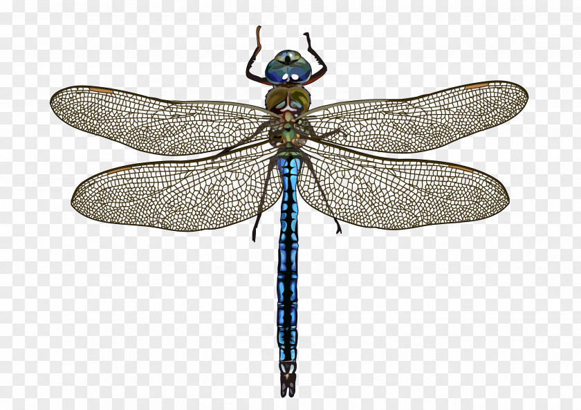 Dragonfly Insect Mosquito Animal Célula Diploide PNG
