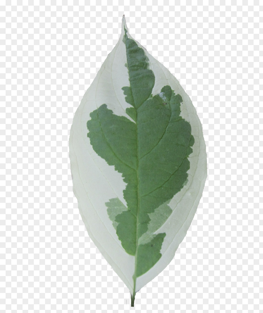 Leaf Tree Garden Shrub Web Browser PNG