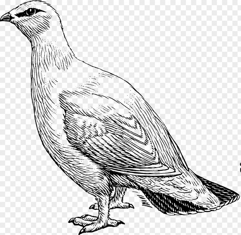 Pigeon Willow Ptarmigan Rock Park City Clip Art PNG