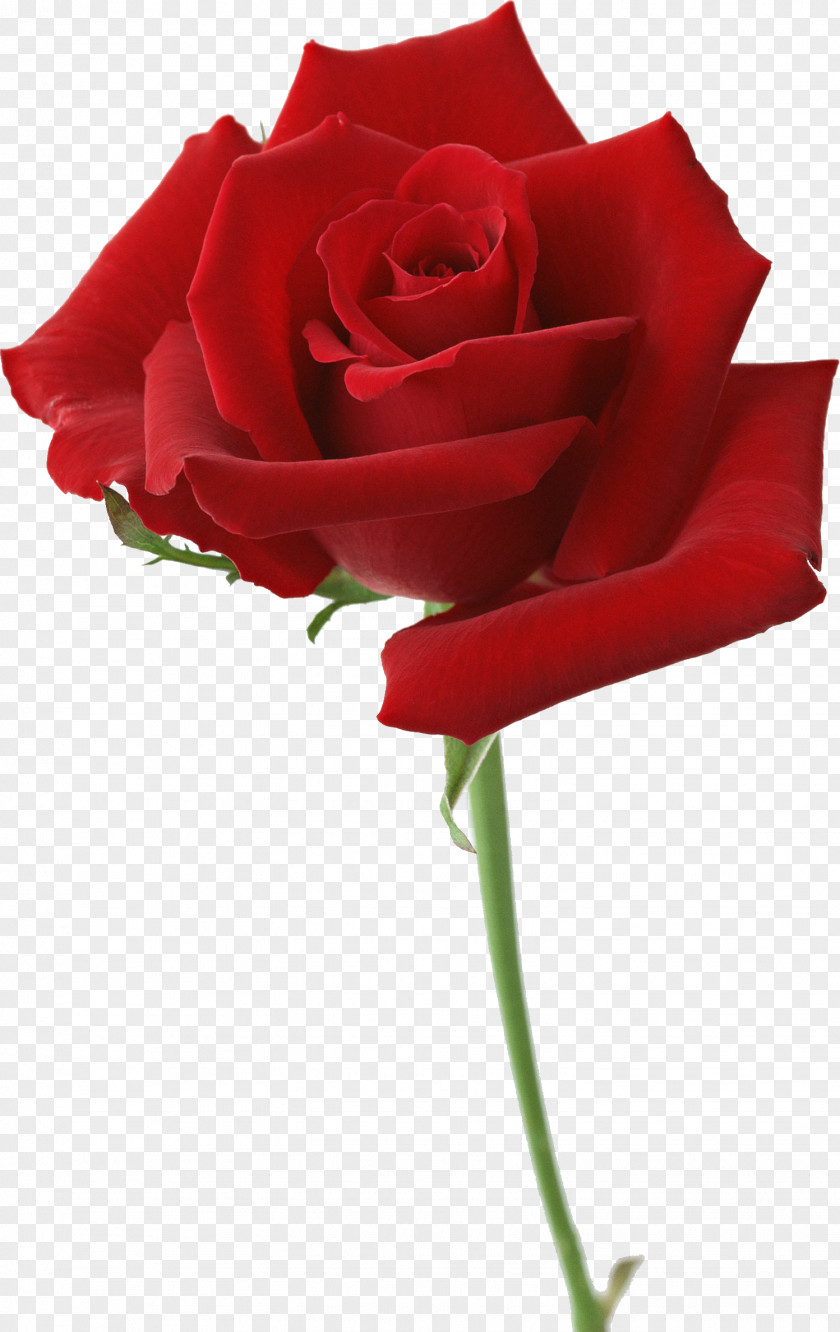 Red Rose Garden Roses Flower Desktop Wallpaper PNG