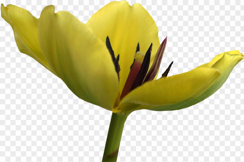 Tulip Flower Yellow PNG