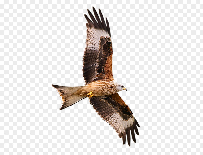 Bird Of Prey Hawk The Complete Guide To Birdlife Britain And Europe Blog PNG