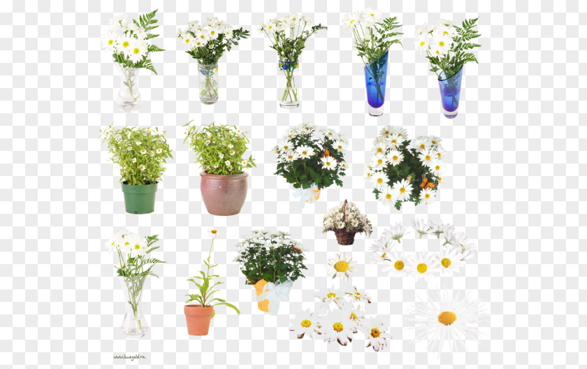 Camomile German Chamomile Flower Clip Art PNG