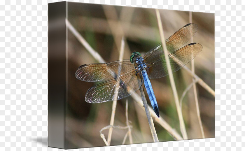 Dragonfly Stock Photography PNG