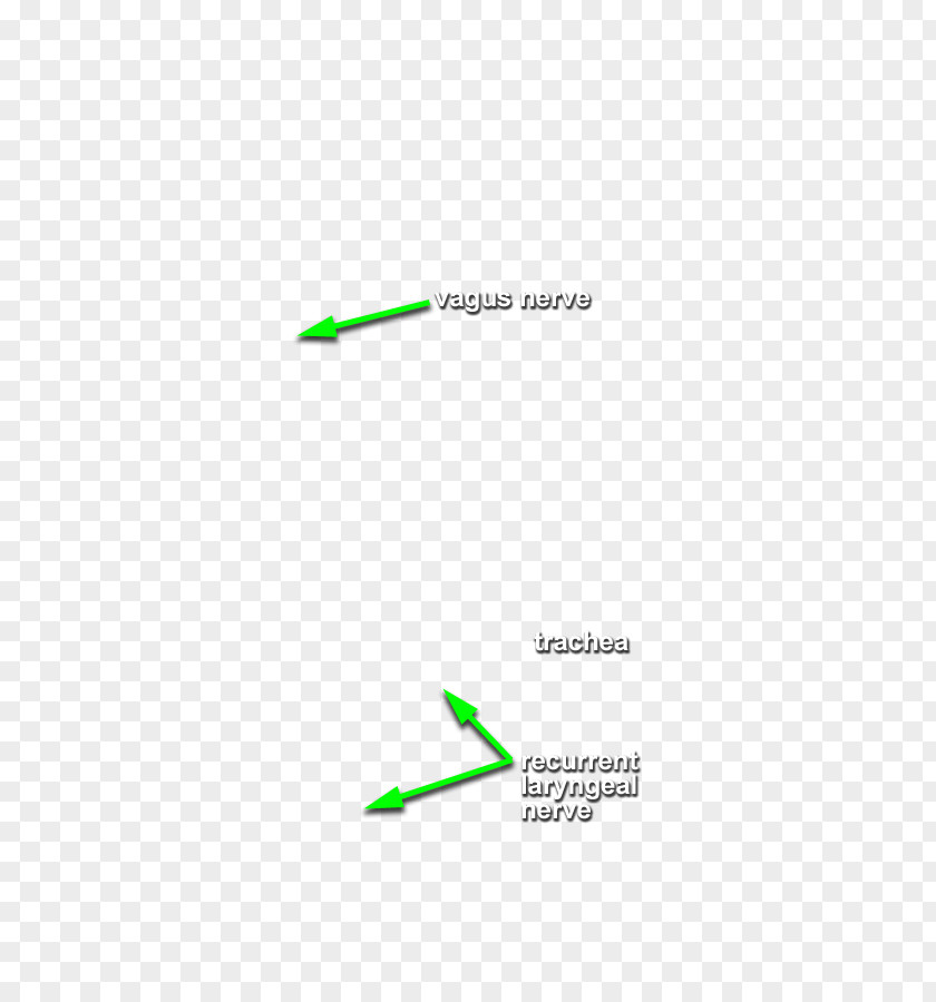 Head And Neck Green Line Angle PNG