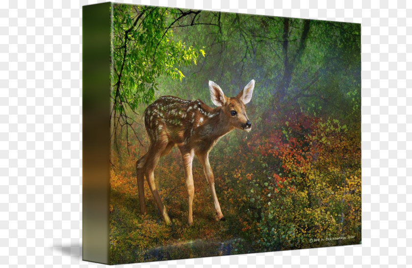 Painting White-tailed Deer Canvas Print Printing PNG