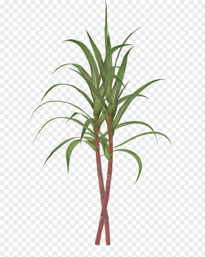 Sugar Sugarcane Tillandsia Bulbosa Clip Art PNG