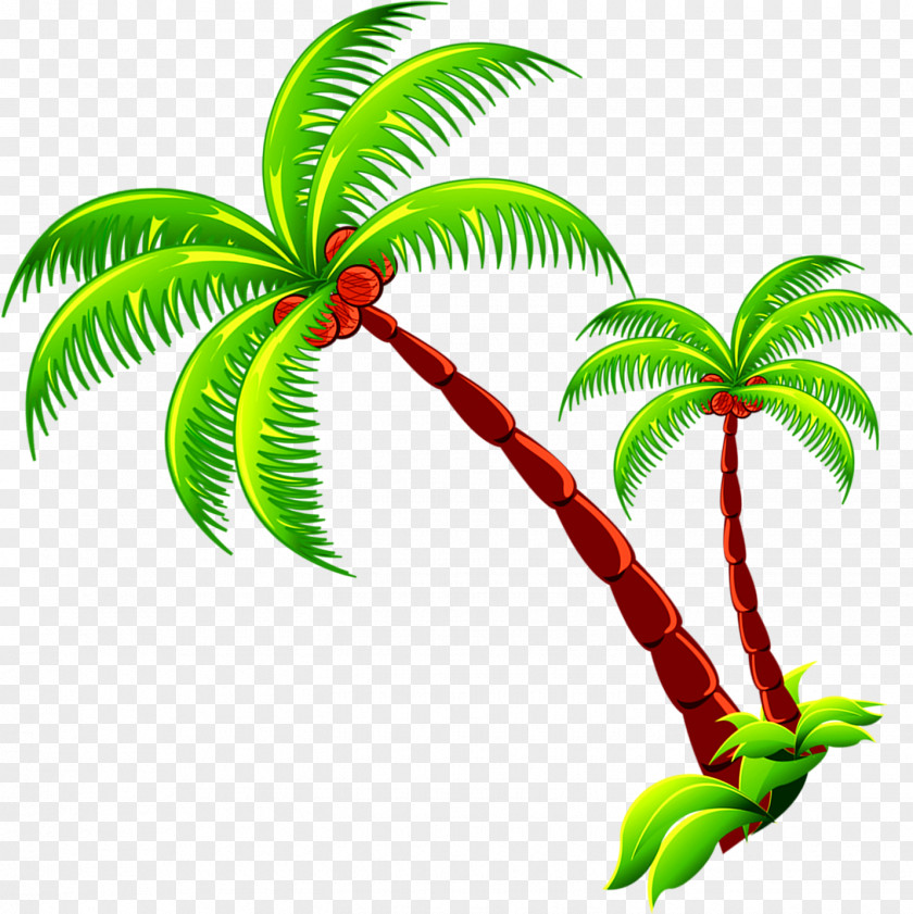 Coconut Tree Branch PNG