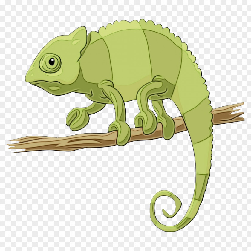 Iguanidae Iguana Chameleon Iguania Lizard Reptile Common PNG