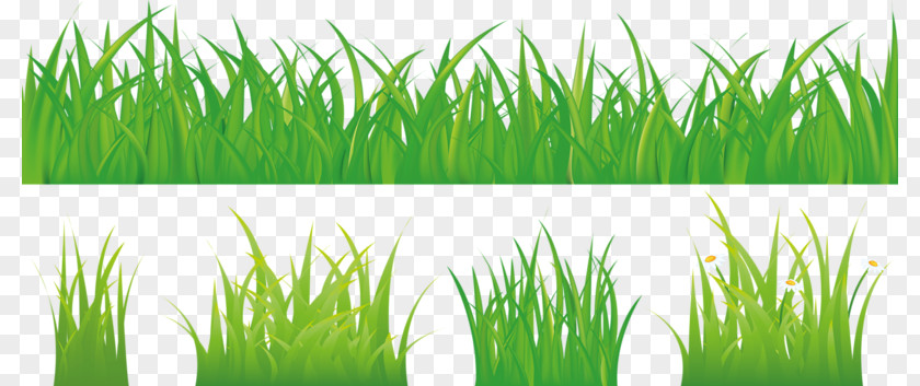Lush Green Grass Royalty-free Stock Photography Illustration PNG