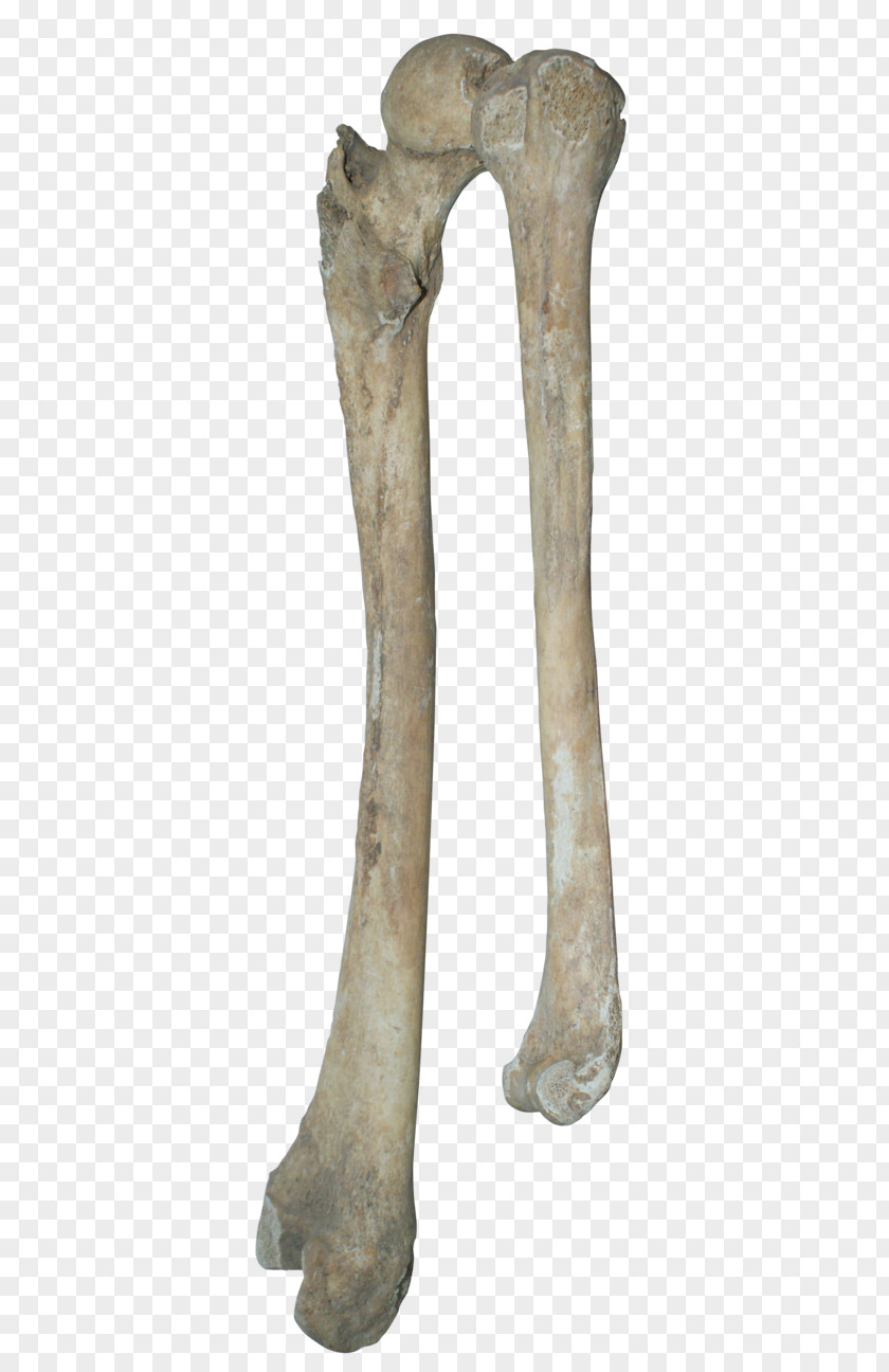 Real Bones Bone Human Skeleton Clip Art PNG