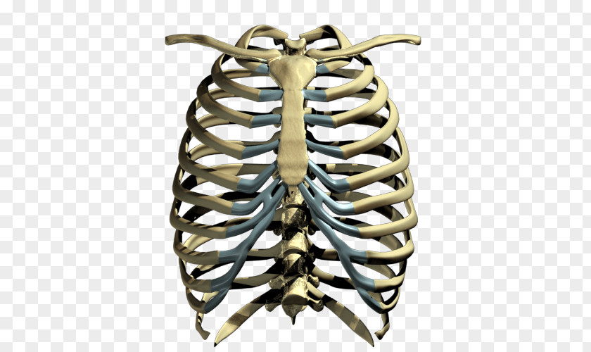 Rib Cage Transparent Images Human Skeleton PNG