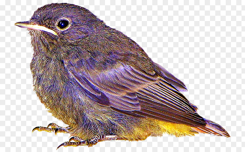 Purple Birds Bird Clip Art PNG