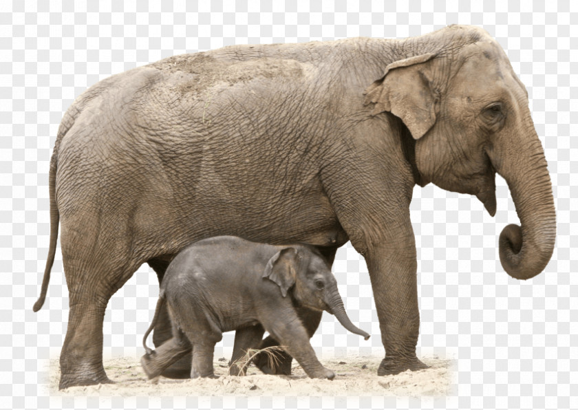 TOY ELEPHANT African Bush Elephant Elephantidae Clip Art PNG