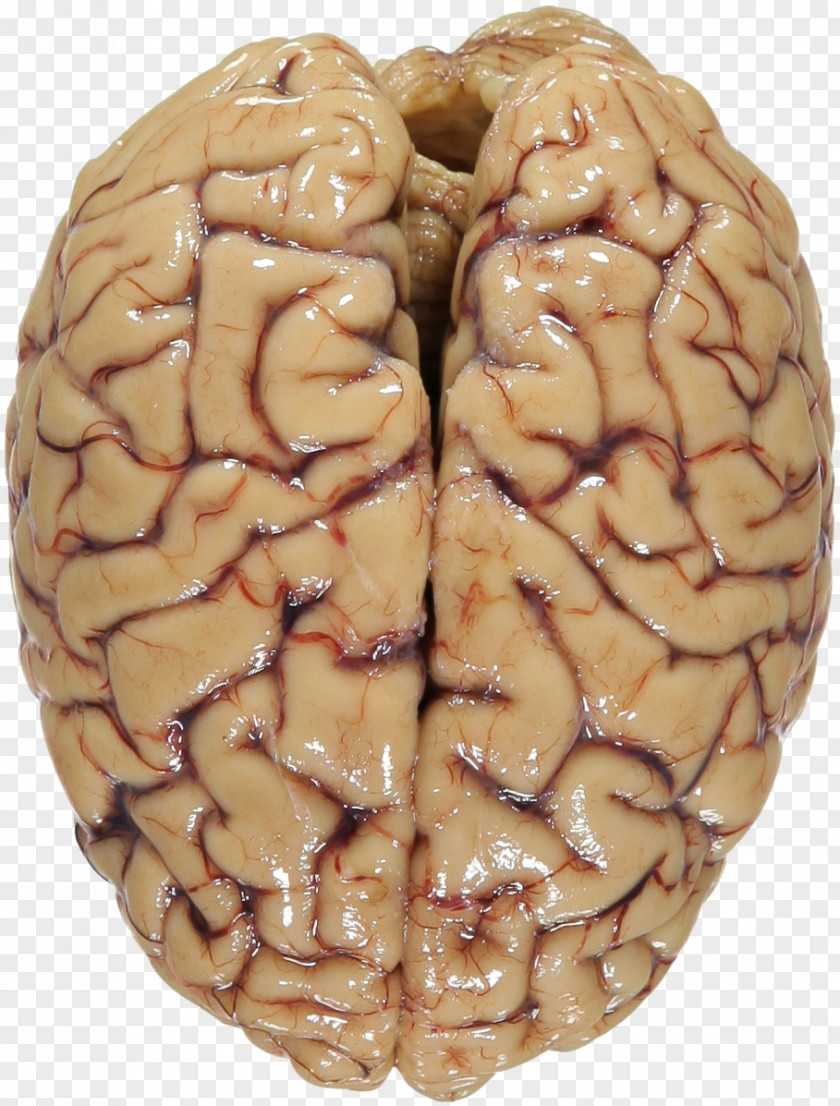 Brain Primate Human Proteome Chimpanzee The Machine Project PNG