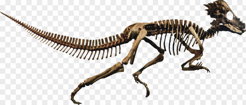 Dinosaurs Pachycephalosaurus Stegoceras Late Cretaceous Prenocephale Dracorex PNG