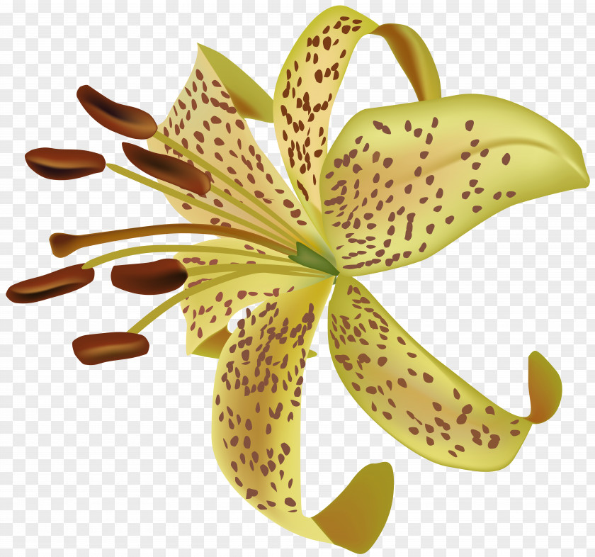 Exotic Flower Transparent Clip Art Image File Formats Lossless Compression PNG
