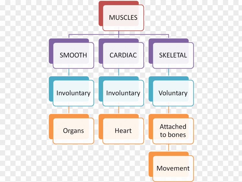 Muscle Anatomy Human Body Brand Line Organization PNG