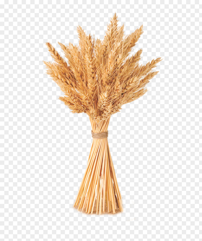 Same Bundle Of Wheat Cereal Barley PNG
