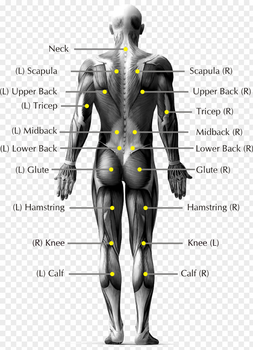 Body Joints Pain In Spine Low Back Human Anatomy PNG