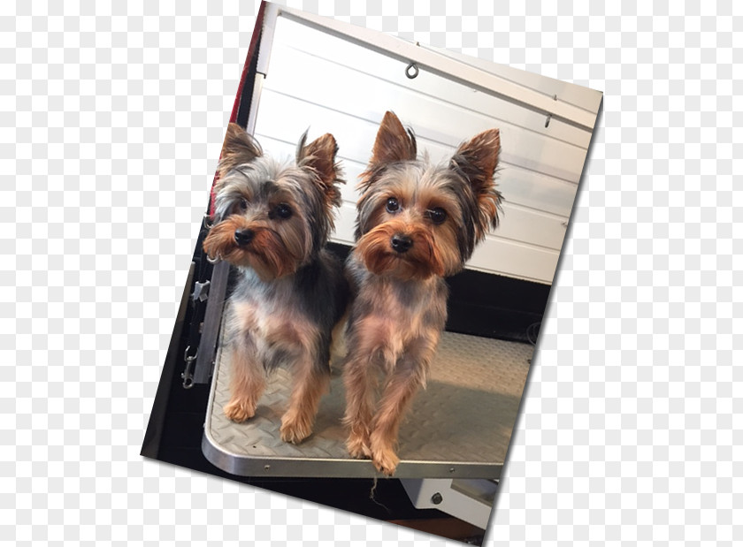 Pet Grooming Yorkshire Terrier Australian Silky Dog Breed Companion PNG