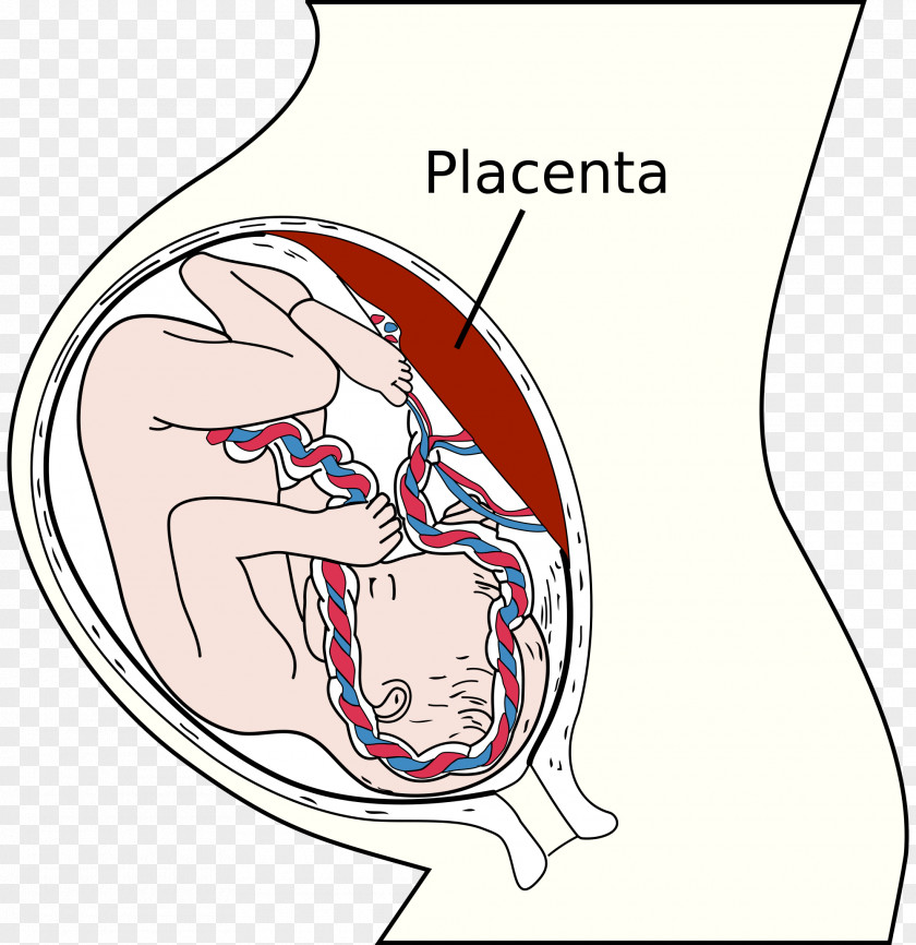 Pregnancy Placenta Nutrient Fetus Uterus Umbilical Cord PNG
