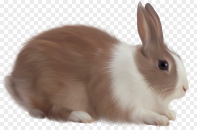 Rabbit Easter Bunny Clip Art PNG