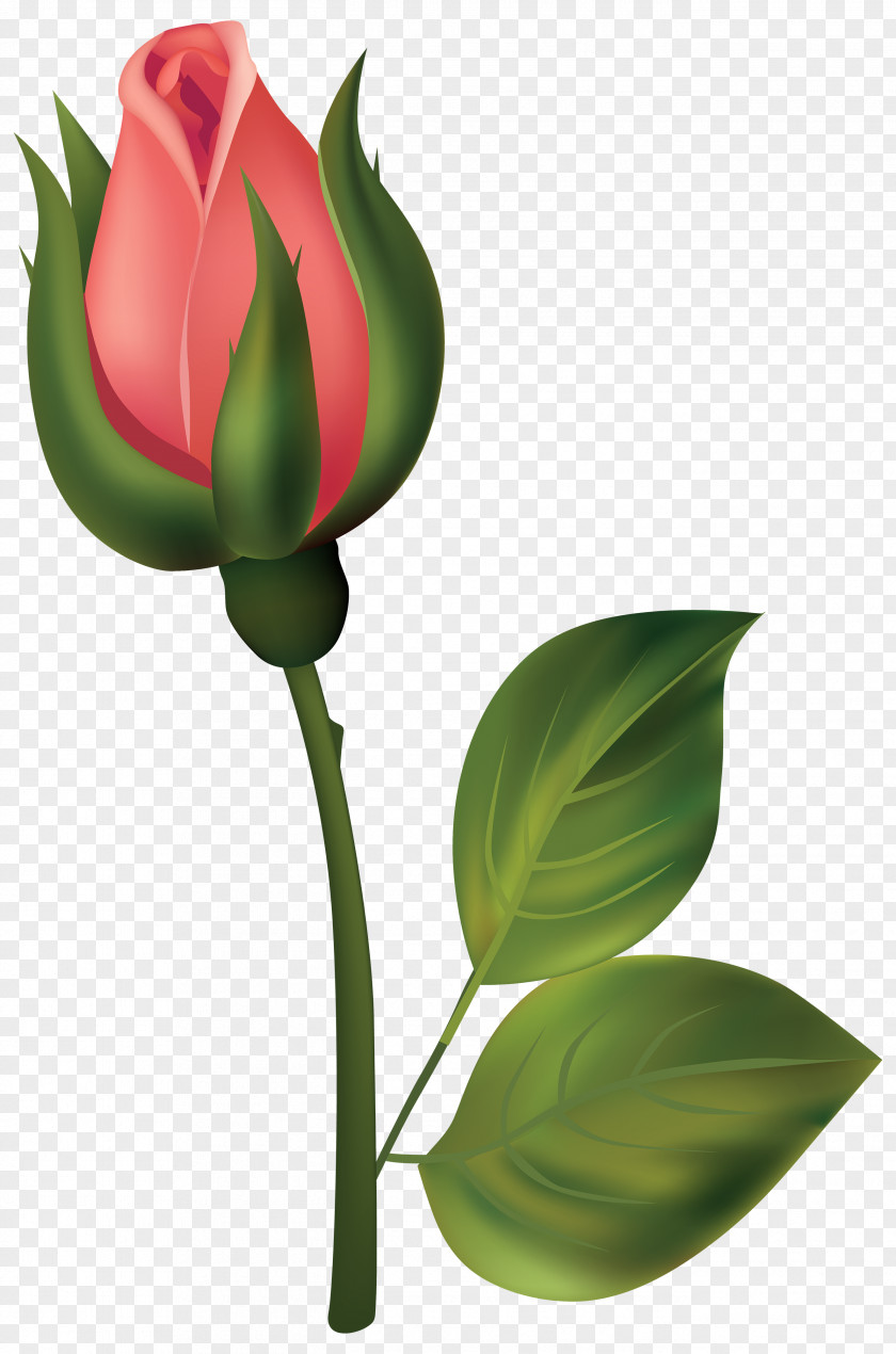 Red Rosebud Cliparts Bud Rose Flower Clip Art PNG