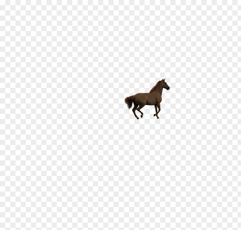 Running Horse White Black Animal Font PNG