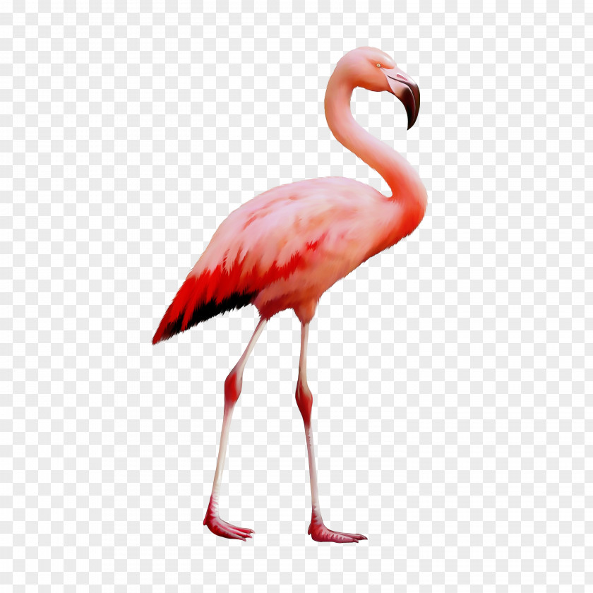 Secretarybird Flamingo Parrot Vector Graphics PNG