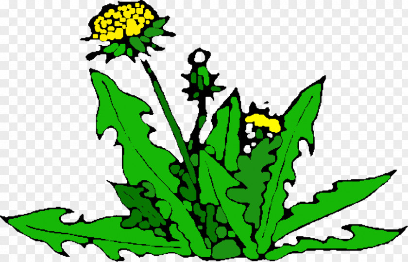 Dandelion PNG