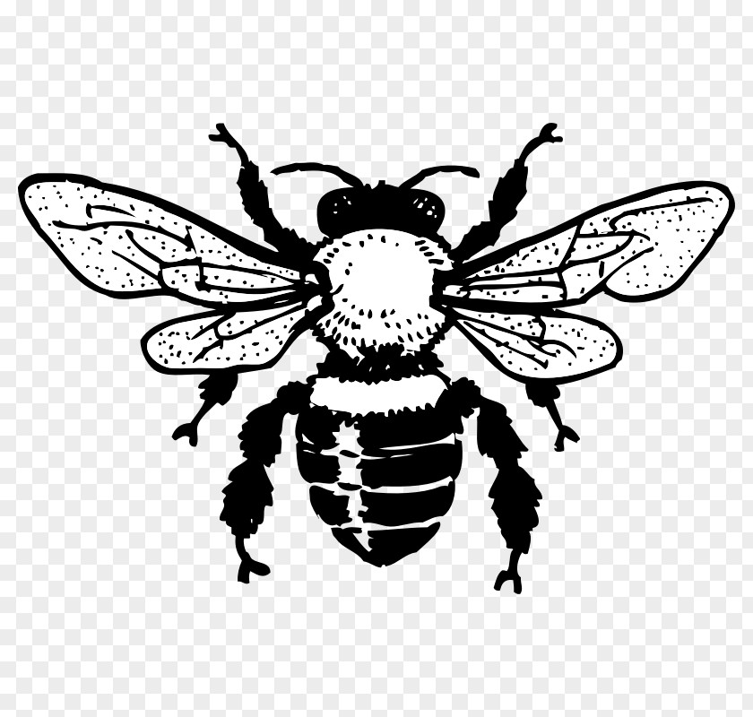 Honey Bees Images Bee Queen Black And White Clip Art PNG
