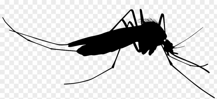 Mosquito Silhouette Clip Art PNG