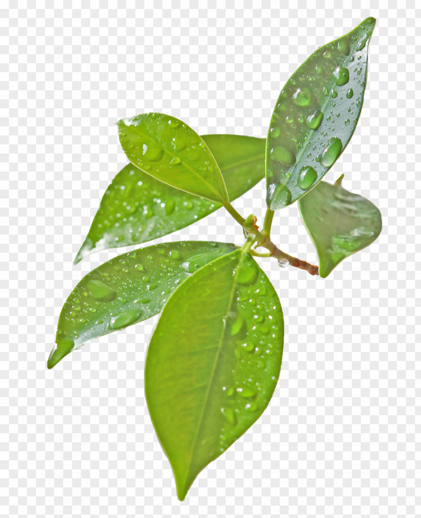 Green Leaves Leaf Yellow Flower Plant Stem PNG