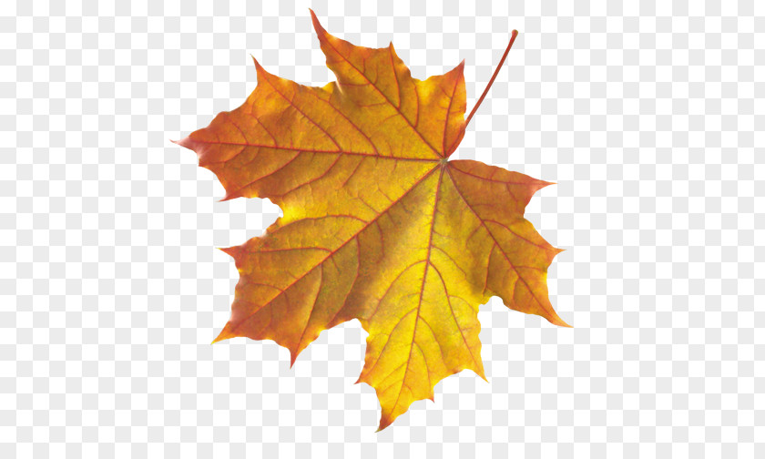 Leaves Autumn Leaf Color Maple PNG