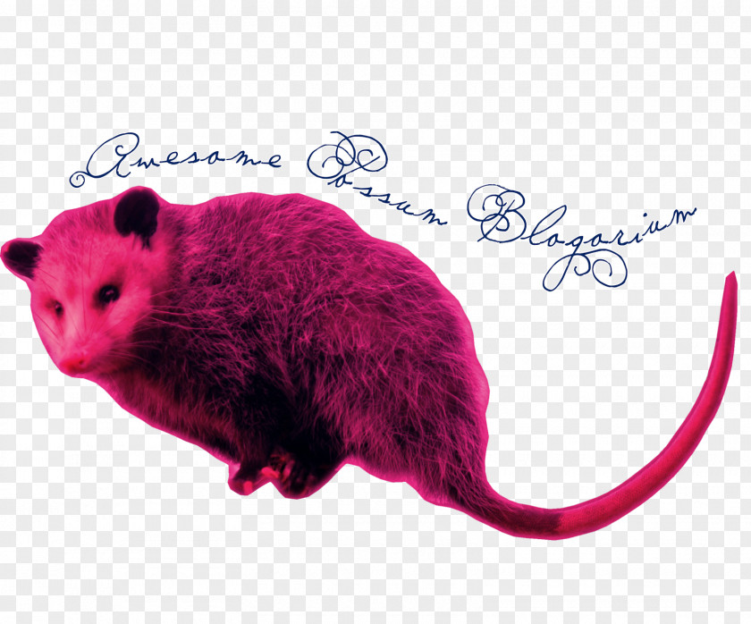 Rat Gerbil Hamster Computer Mouse Snout PNG