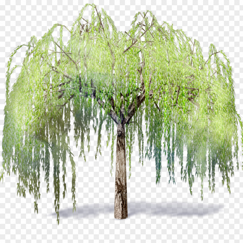 Revit Weeping Willow Tree .dwg Autodesk Building Information Modeling PNG