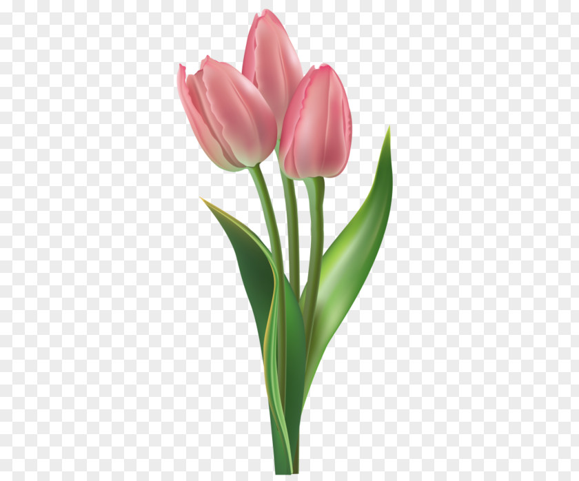 тюльпаны Tulip Clip Art PNG