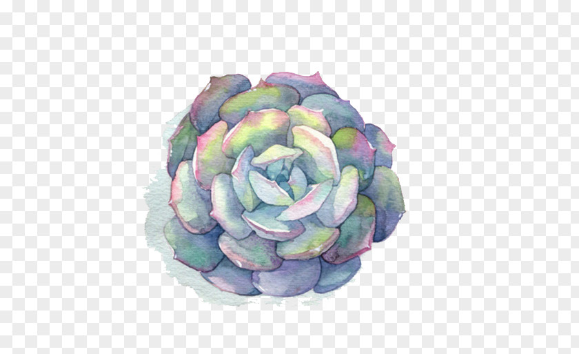 Watercolor Meat Painting Succulent Plant Cactaceae PNG