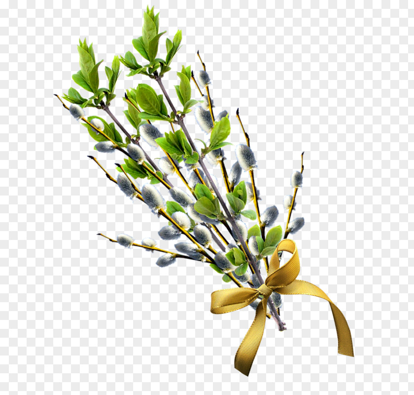 Willow Clip Art PNG
