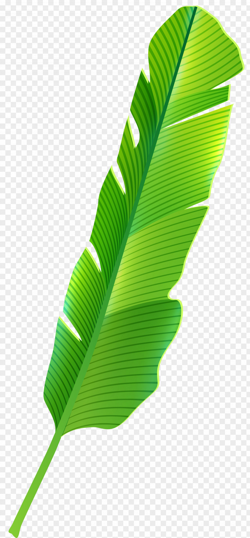 Banana Leaves Tropics Leaf Clip Art PNG