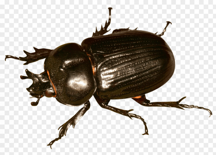 Beetle Clip Art Image PNG