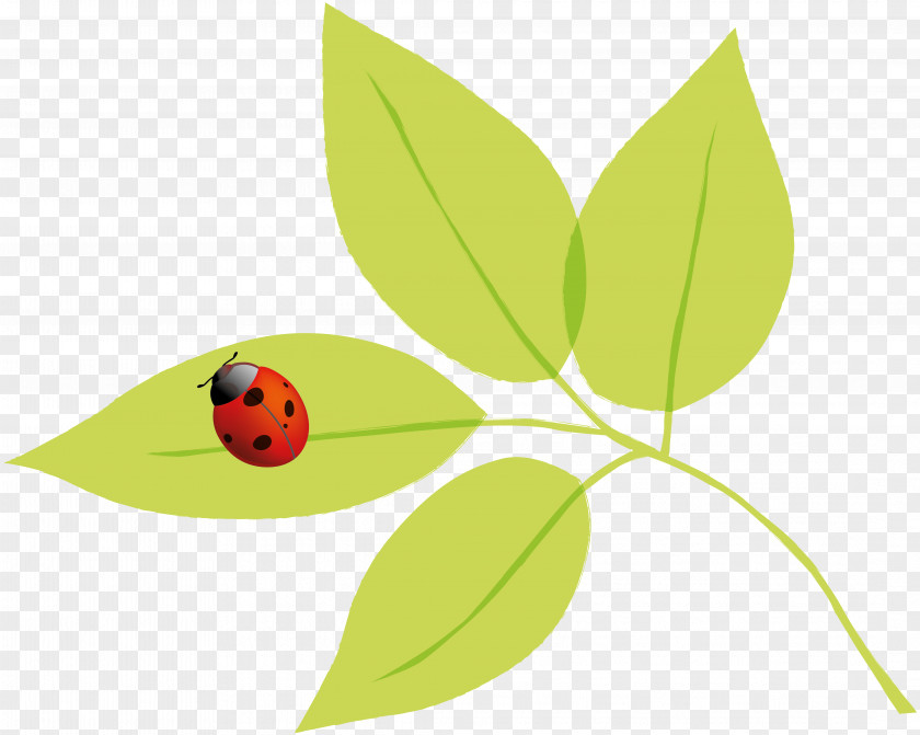 Ladybird Insect Autumn Spring Summer PNG