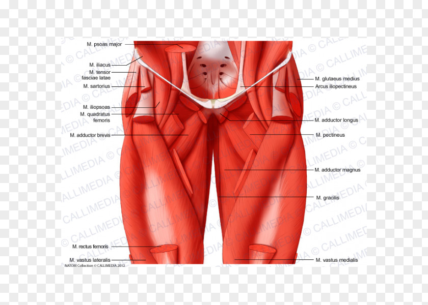 Muscles Of The Hip Iliopsoas Thigh PNG of the hip Thigh, Adductor Longus Muscle clipart PNG