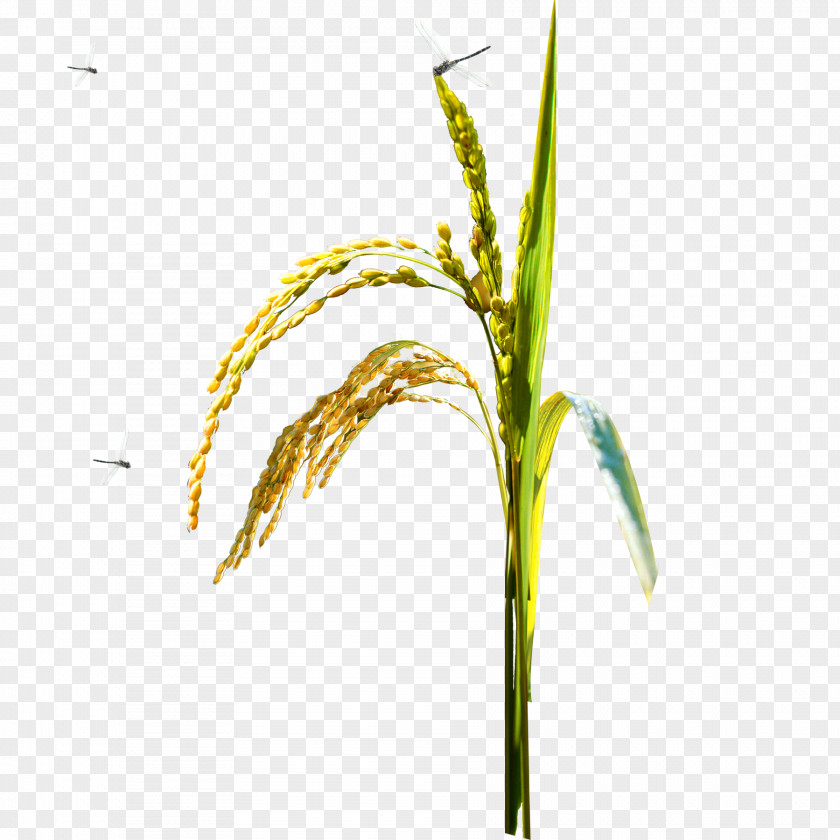 Rice Dragonfly Free Matting Material Oryza Sativa Paddy Field PNG