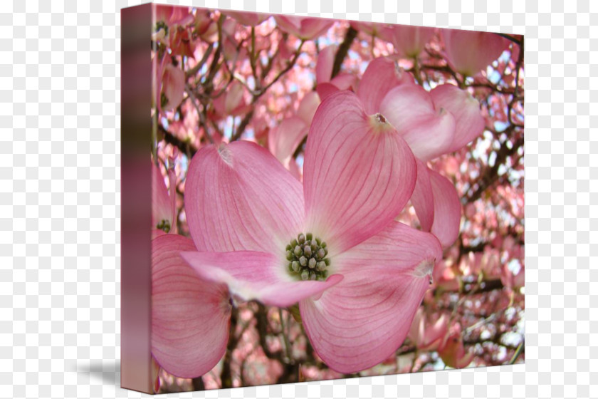 Tree Blossom Flowering Dogwood Pink Flowers PNG